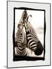 Zebra in the Mirror 2-Theo Westenberger-Mounted Photographic Print