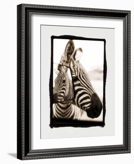 Zebra in the Mirror 2-Theo Westenberger-Framed Photographic Print