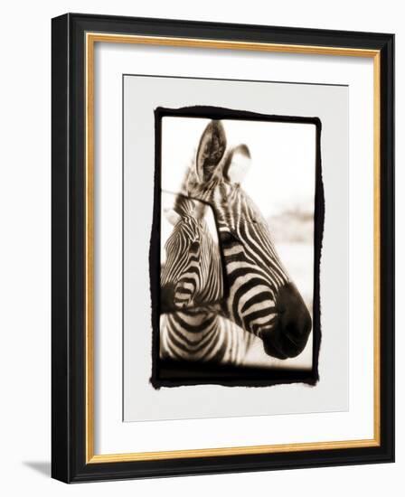 Zebra in the Mirror 2-Theo Westenberger-Framed Photographic Print