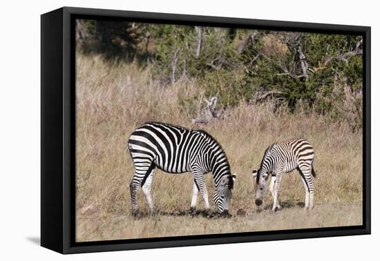 Zebra, Khwai Concession, Okavango Delta, Botswana, Africa-Sergio-Framed Premier Image Canvas