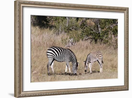 Zebra, Khwai Concession, Okavango Delta, Botswana, Africa-Sergio-Framed Photographic Print