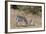 Zebra, Khwai Concession, Okavango Delta, Botswana, Africa-Sergio-Framed Photographic Print