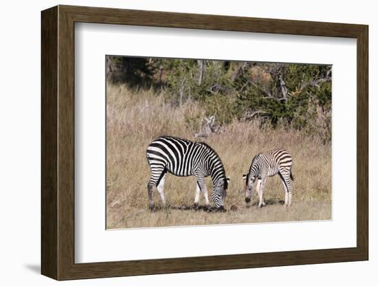 Zebra, Khwai Concession, Okavango Delta, Botswana, Africa-Sergio-Framed Photographic Print