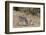 Zebra, Khwai Concession, Okavango Delta, Botswana, Africa-Sergio-Framed Photographic Print