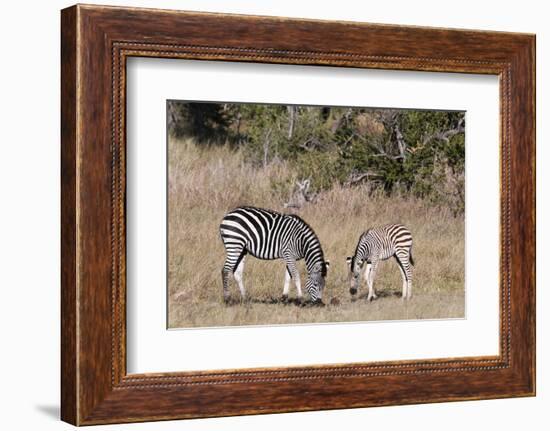 Zebra, Khwai Concession, Okavango Delta, Botswana, Africa-Sergio-Framed Photographic Print