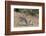 Zebra, Khwai Concession, Okavango Delta, Botswana, Africa-Sergio-Framed Photographic Print