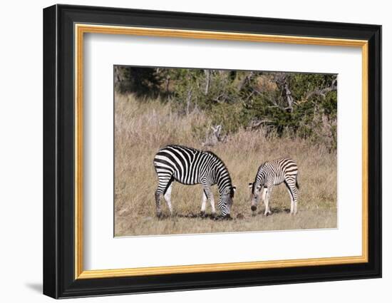 Zebra, Khwai Concession, Okavango Delta, Botswana, Africa-Sergio-Framed Photographic Print