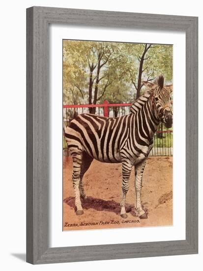 Zebra, Lincoln Park Zoo, Chicago, Illinois-null-Framed Art Print