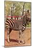 Zebra, Lincoln Park Zoo, Chicago, Illinois-null-Mounted Art Print