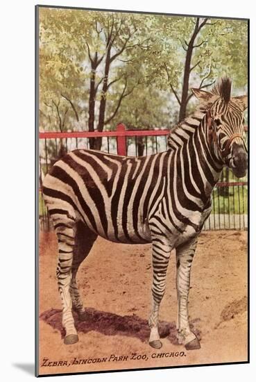 Zebra, Lincoln Park Zoo, Chicago, Illinois-null-Mounted Art Print