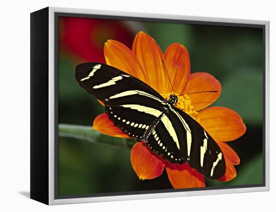 Zebra Longwing Butterfly, Selva Verde, Costa Rica-Charles Sleicher-Framed Premier Image Canvas