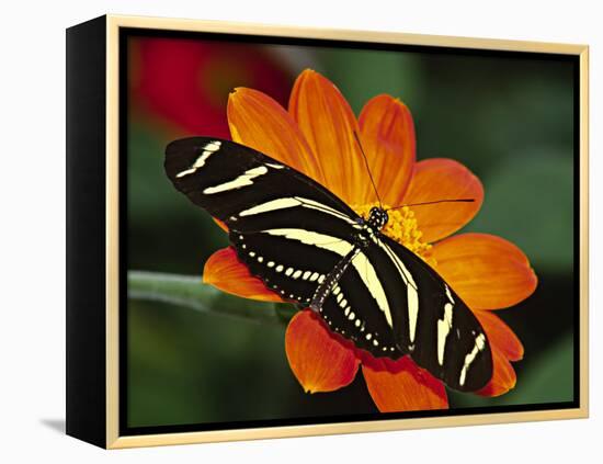 Zebra Longwing Butterfly, Selva Verde, Costa Rica-Charles Sleicher-Framed Premier Image Canvas