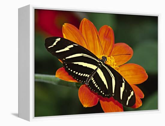 Zebra Longwing Butterfly, Selva Verde, Costa Rica-Charles Sleicher-Framed Premier Image Canvas