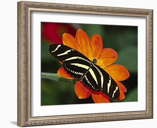 Zebra Longwing Butterfly, Selva Verde, Costa Rica-Charles Sleicher-Framed Photographic Print