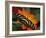 Zebra Longwing Butterfly, Selva Verde, Costa Rica-Charles Sleicher-Framed Photographic Print