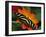 Zebra Longwing Butterfly, Selva Verde, Costa Rica-Charles Sleicher-Framed Photographic Print