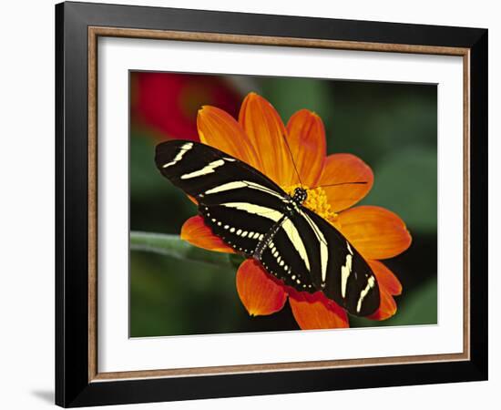 Zebra Longwing Butterfly, Selva Verde, Costa Rica-Charles Sleicher-Framed Photographic Print