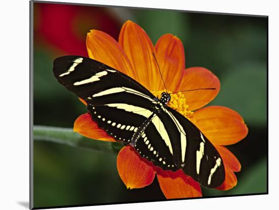 Zebra Longwing Butterfly, Selva Verde, Costa Rica-Charles Sleicher-Mounted Photographic Print