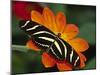 Zebra Longwing Butterfly, Selva Verde, Costa Rica-Charles Sleicher-Mounted Photographic Print