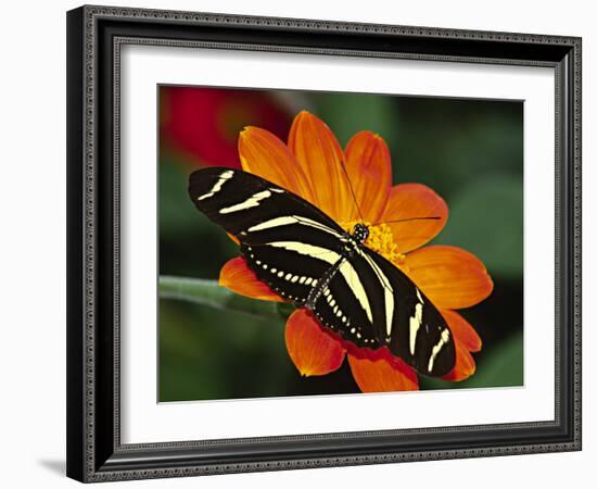 Zebra Longwing Butterfly, Selva Verde, Costa Rica-Charles Sleicher-Framed Photographic Print