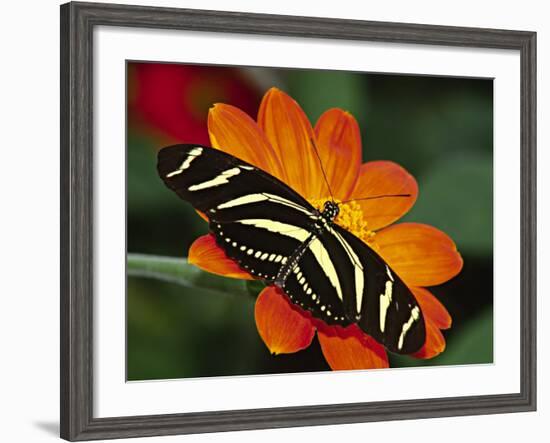 Zebra Longwing Butterfly, Selva Verde, Costa Rica-Charles Sleicher-Framed Photographic Print