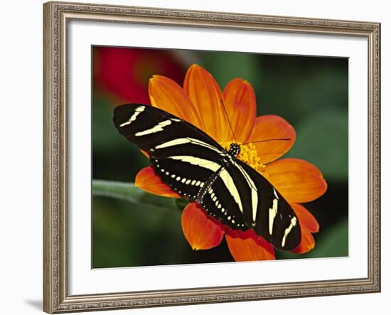 Zebra Longwing Butterfly, Selva Verde, Costa Rica-Charles Sleicher-Framed Photographic Print