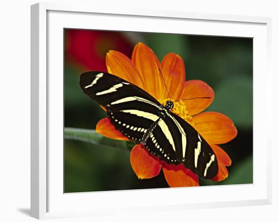 Zebra Longwing Butterfly, Selva Verde, Costa Rica-Charles Sleicher-Framed Photographic Print