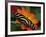 Zebra Longwing Butterfly, Selva Verde, Costa Rica-Charles Sleicher-Framed Photographic Print