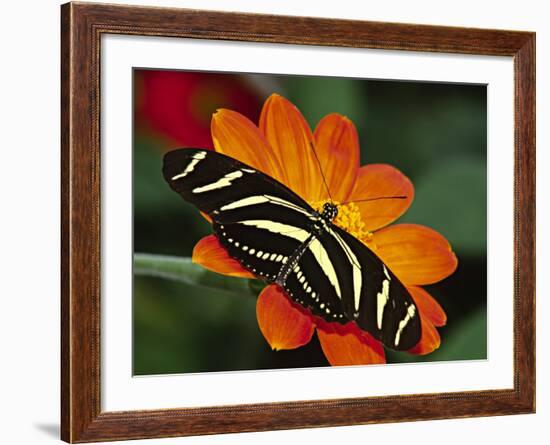 Zebra Longwing Butterfly, Selva Verde, Costa Rica-Charles Sleicher-Framed Photographic Print