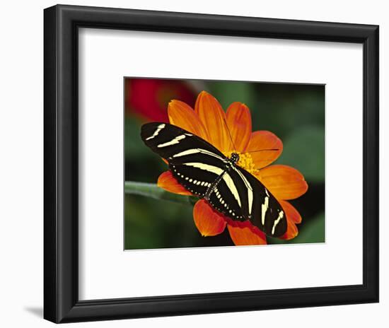 Zebra Longwing Butterfly, Selva Verde, Costa Rica-Charles Sleicher-Framed Photographic Print