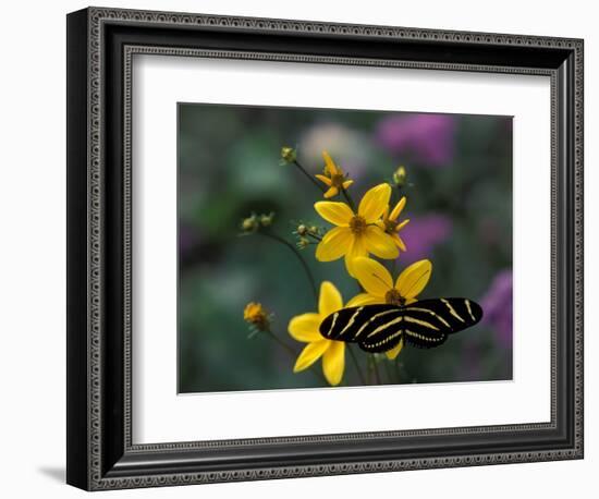 Zebra Longwing Butterfly, Woodland Park Zoo, Washington, USA-Jamie & Judy Wild-Framed Photographic Print