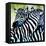 Zebra Love-Cherie Roe Dirksen-Framed Premier Image Canvas