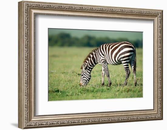 Zebra, Masai Mara, Kenya, East Africa, Africa-Karen Deakin-Framed Photographic Print