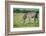 Zebra, Masai Mara, Kenya, East Africa, Africa-Karen Deakin-Framed Photographic Print