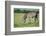 Zebra, Masai Mara, Kenya, East Africa, Africa-Karen Deakin-Framed Photographic Print