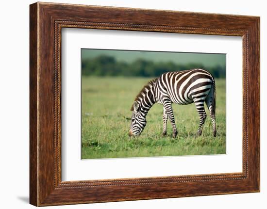 Zebra, Masai Mara, Kenya, East Africa, Africa-Karen Deakin-Framed Photographic Print