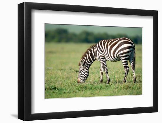 Zebra, Masai Mara, Kenya, East Africa, Africa-Karen Deakin-Framed Photographic Print