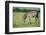 Zebra, Masai Mara, Kenya, East Africa, Africa-Karen Deakin-Framed Photographic Print