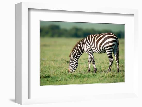 Zebra, Masai Mara, Kenya, East Africa, Africa-Karen Deakin-Framed Photographic Print