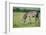 Zebra, Masai Mara, Kenya, East Africa, Africa-Karen Deakin-Framed Photographic Print