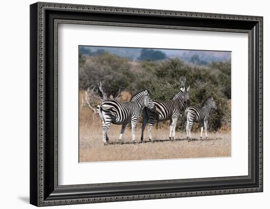 Zebra, Mashatu Game Reserve, Botswana-Sergio Pitamitz-Framed Photographic Print