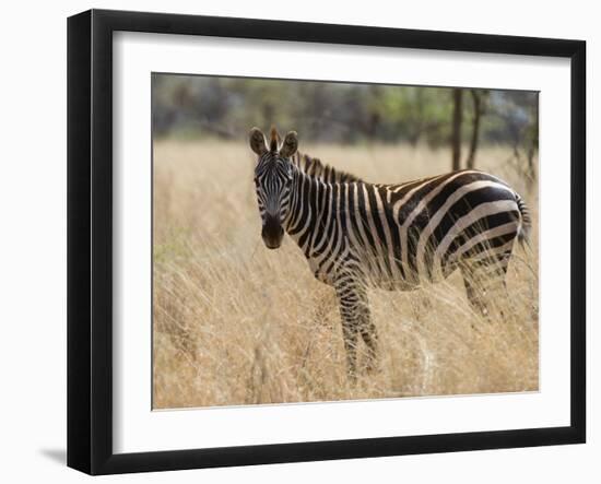 Zebra, Meru National Park, Kenya, East Africa, Africa-Pitamitz Sergio-Framed Photographic Print
