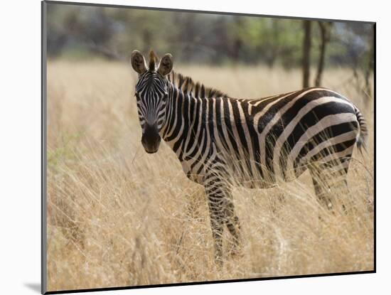 Zebra, Meru National Park, Kenya, East Africa, Africa-Pitamitz Sergio-Mounted Photographic Print