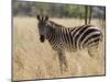 Zebra, Meru National Park, Kenya, East Africa, Africa-Pitamitz Sergio-Mounted Photographic Print