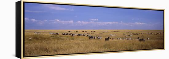 Zebra Migration, Masai Mara National Reserve, Kenya-null-Framed Premier Image Canvas