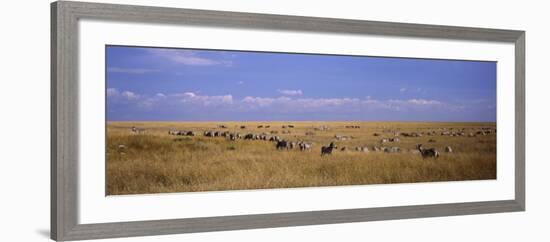 Zebra Migration, Masai Mara National Reserve, Kenya-null-Framed Photographic Print
