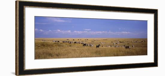 Zebra Migration, Masai Mara National Reserve, Kenya-null-Framed Photographic Print