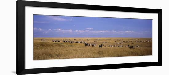 Zebra Migration, Masai Mara National Reserve, Kenya-null-Framed Photographic Print