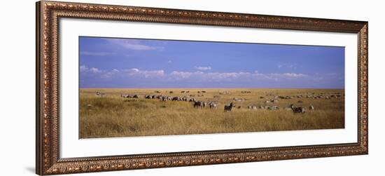 Zebra Migration, Masai Mara National Reserve, Kenya-null-Framed Photographic Print