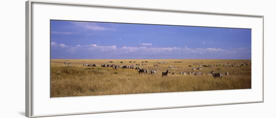 Zebra Migration, Masai Mara National Reserve, Kenya-null-Framed Photographic Print